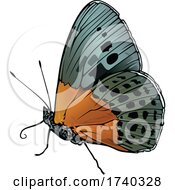 Poster, Art Print Of Degands Purple Satinwing Butterfly