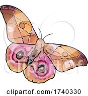Poster, Art Print Of Madagascar Bullseye Butterfly
