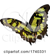 Poster, Art Print Of Malachite Butterfly