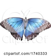 Morpho Peleides Butterfly