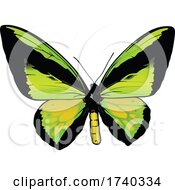 Poster, Art Print Of Male Ornithoptera Goliath Butterfly