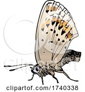 Poster, Art Print Of Plebejus Idas Butterfly