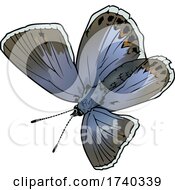 Polyommatus Icarus Butterfly