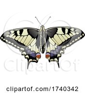 Tiger Swallowtail Butterfly