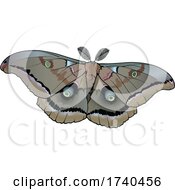 Poster, Art Print Of Antheraea Polyphemus Moth
