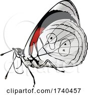 Poster, Art Print Of Diaethria Neglecta Butterfly