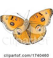 Poster, Art Print Of Junionia Almana Butterfly