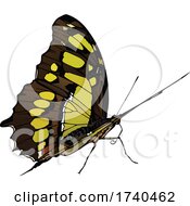 Poster, Art Print Of Malachite Butterfly