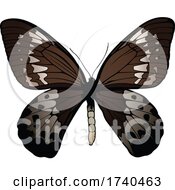 Poster, Art Print Of Ornithoptera Goliath Butterfly