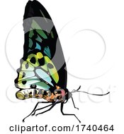 Poster, Art Print Of Ornithoptera Richmondia Butterfly