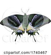 Poster, Art Print Of Teinopalpus Aureus Butterfly