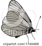 Poster, Art Print Of Aporia Crataegi Butterfly