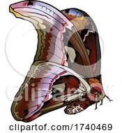 Poster, Art Print Of Attacus Atlas Moth