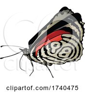 Poster, Art Print Of Diaethria Neglecta Butterfly