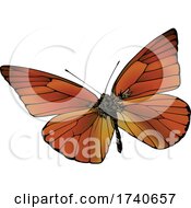Poster, Art Print Of Appias Nero Orange Albatross Butterfly