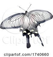 Poster, Art Print Of Atrophaneura Alcinous Chinese Windmill Butterfly
