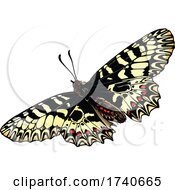 Poster, Art Print Of Zerynthia Polyxena Southern Festoon Butterfly