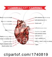 Human Heart Anatomy by Vector Tradition SM