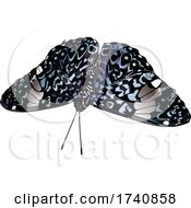 Poster, Art Print Of Hamadryas Amphinome Cracker Butterfly
