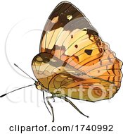 Poster, Art Print Of Cupha Erymanthis The Rustic Brush Footed Butterfly