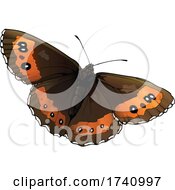 Poster, Art Print Of Erebia Ligea Arran Brown Butterfly