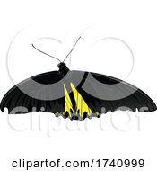 Poster, Art Print Of Golden Birdwing Golden Birdwing Butterfly