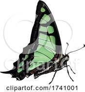 Poster, Art Print Of Graphium Cloanthus Glassy Bluebottle Butterfly