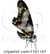 Poster, Art Print Of Graphium Doson Common Jay Butterfly