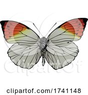 Poster, Art Print Of Hebomoia Glaucippe Great Orange Tip Butterfly