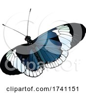 Poster, Art Print Of Heliconius Sapho Butterfly