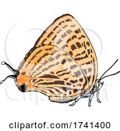 Poster, Art Print Of Japonica Saepestriata Butterfly