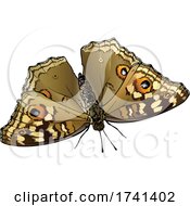 Poster, Art Print Of Junonia Lemonias Lemon Pansy Butterfly