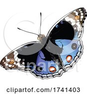 Poster, Art Print Of Junonia Orithya Butterfly