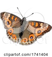 Poster, Art Print Of Junonia Villida Butterfly