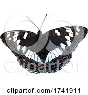 Poster, Art Print Of Limenitis Populi Poplar Admiral Butterfly