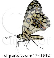 Papilio Demoleus Butterfly