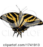 Poster, Art Print Of Papilio Pilumnus Butterfly