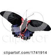 Poster, Art Print Of Papilio Rumanzovia Butterfly