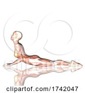 3d Female Figure In Yoga Pose With Muscle Map On A White Background