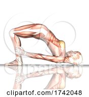 3D Female Figure With Muscle Map In Bridge Yoga Pose On A White Background