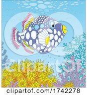 Parrotfish