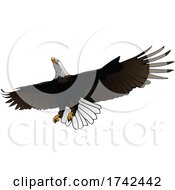 Poster, Art Print Of Bald Eagle