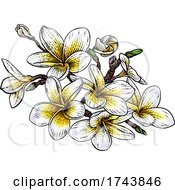 Poster, Art Print Of Tropical Plumeria Frangipani Bali Flower Woodcut
