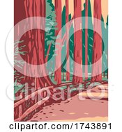 Poster, Art Print Of Redwoods In The Avenue Of The Giants Surrounded By The Humboldt Redwoods State Park Located In Arcata California Wpa Poster Art