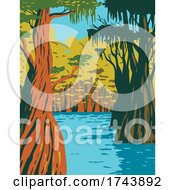 Poster, Art Print Of Bald Cypress Growing In The Swamp Of Owl Creek In Apalachicola National Forest Located In The Florida Panhandle Wpa Poster Art