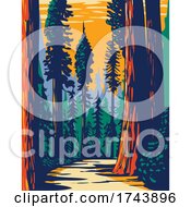 Poster, Art Print Of Simpsonreed Grove Of Coast Redwoods Located In Jedediah Smith State Park Part Of Redwood National And State Parks In California Wpa Poster Art