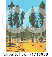 Poster, Art Print Of Giant Sequoias Growing In The General Grant Trail And Grove Section Of The Greater Kings Canyon National Park Located In California Wpa Poster Art