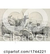 Poster, Art Print Of Group Of Steer
