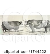 Poster, Art Print Of Steer And Cow