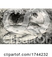 Poster, Art Print Of Brook Trout On Grass